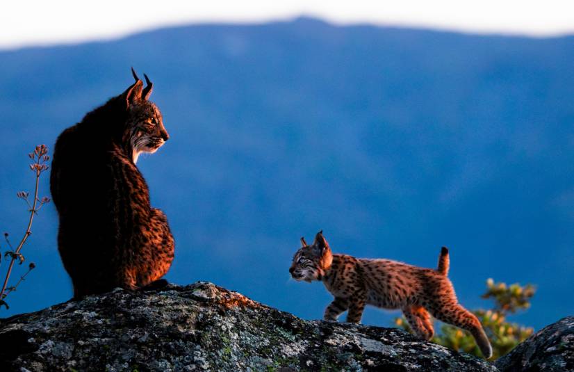 Lince 1_Diego Moreno