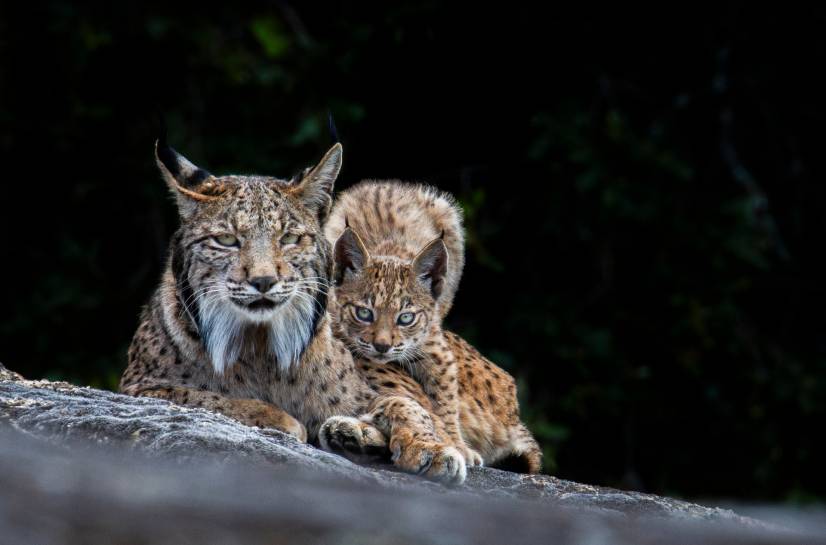 Lince 2_Diego Moreno