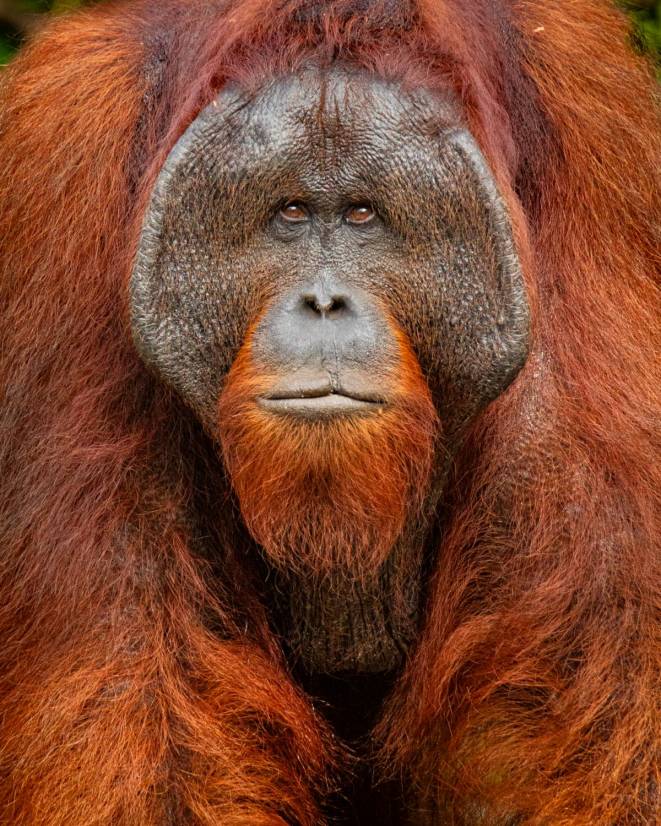 Orangutan_Diego Moreno