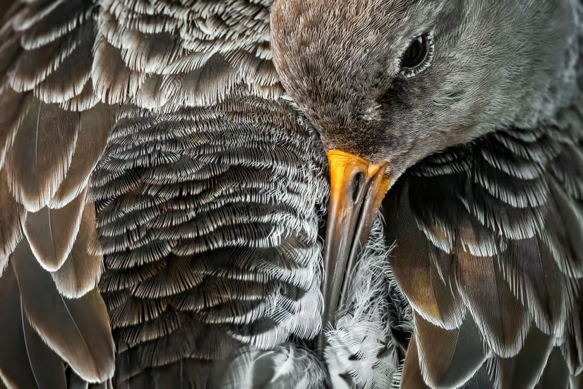 Correlimos oscuro Mario Suarez Porras