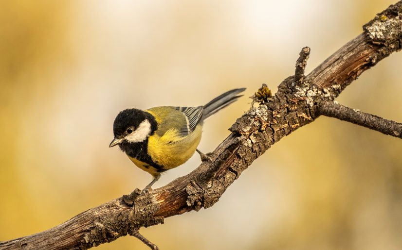 Miguel Sanchez_27092025-_MSG2855baja