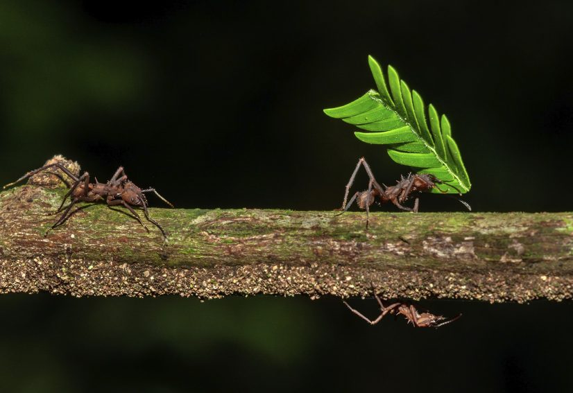 TAMBOPATA. Hormigas cortadoras de hojas