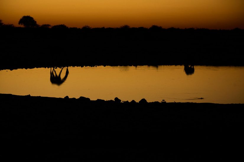 Australphoto_03 NATURA Reflex jirafa rino_NAM6444 Namíbia V-VI 2023 Albert Masó.jpg