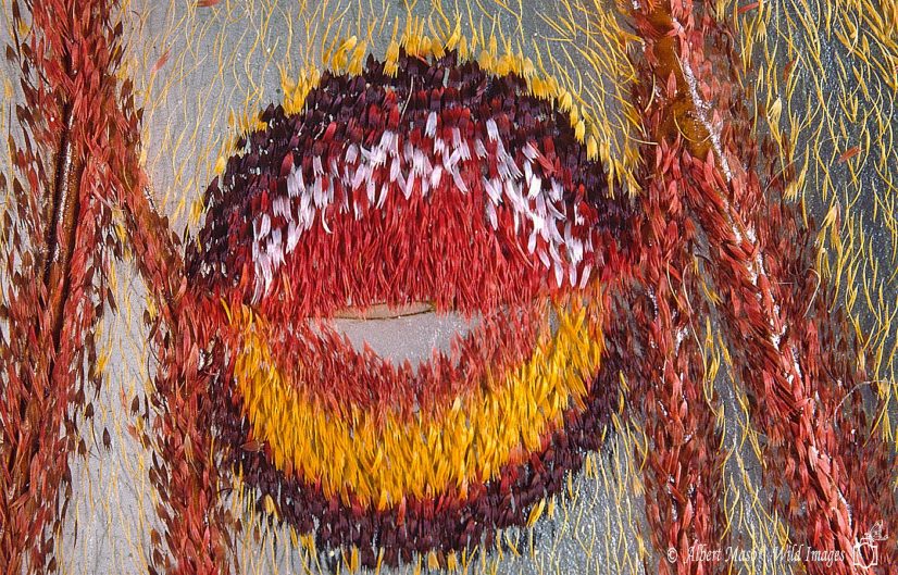 Australphoto_08 NATURA G isabelae ocel MACRO d’ESTUDI Albert Masó.jpg