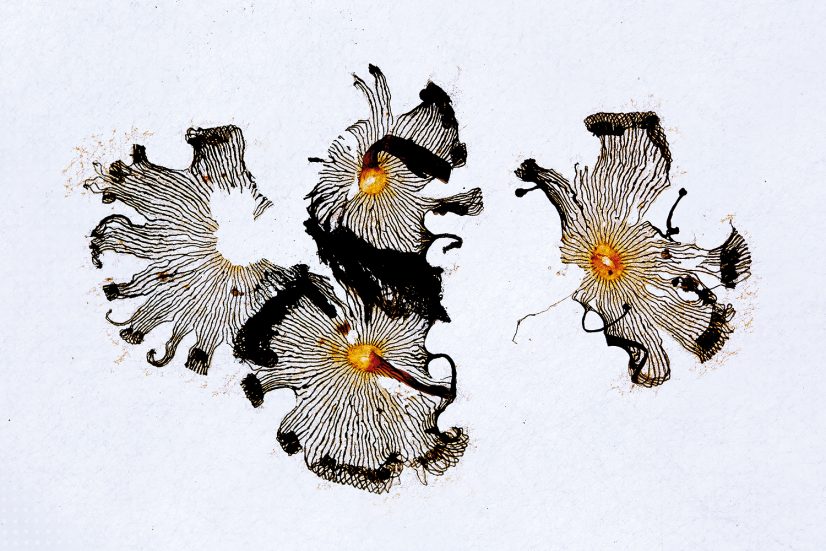 Juan Tapia_Diseños fértiles