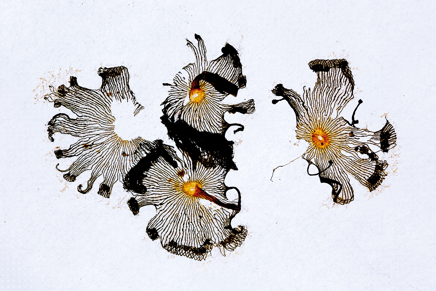 Juan Tapia_Diseños fértiles