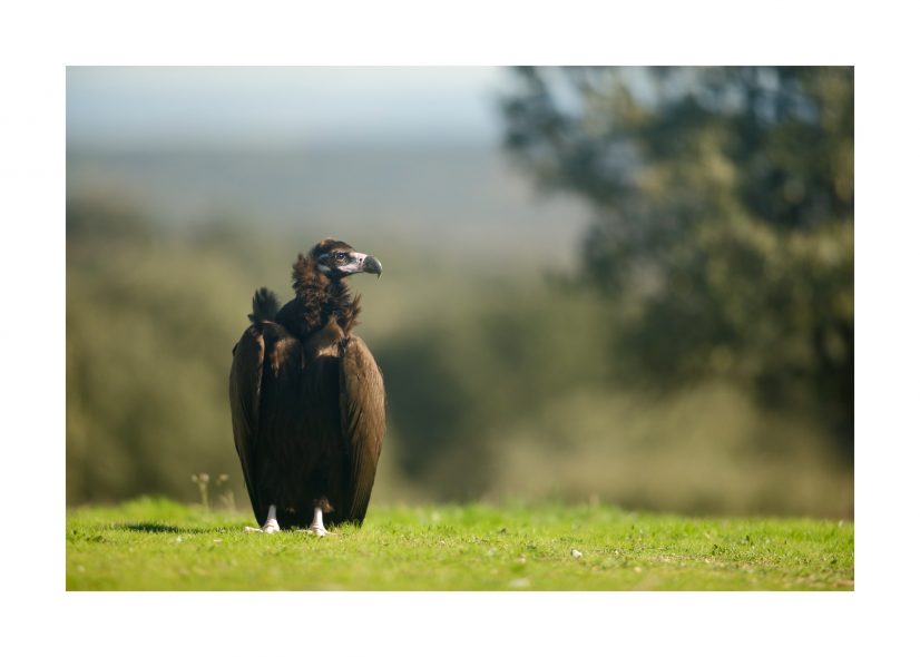 FNYH_Campanarios Azaba1