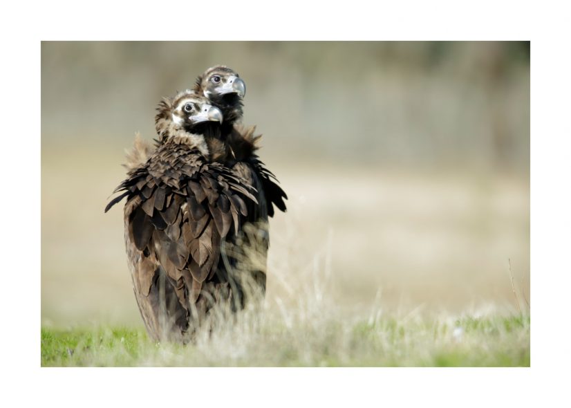 FNYH_Campanarios Azaba2