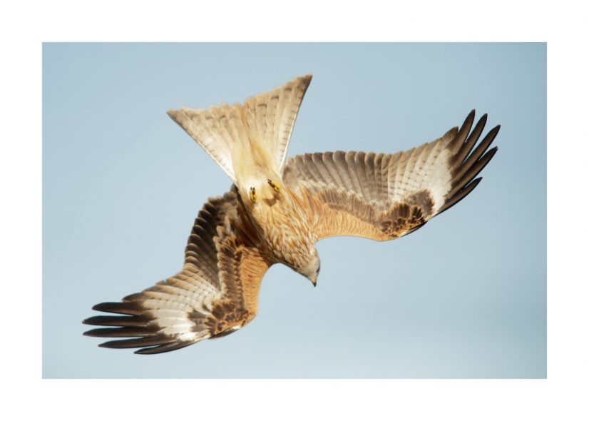 FNYH_Campanarios Azaba6