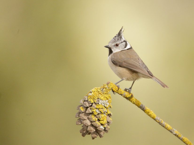 Foto Vicent Ferri_Herrerillo capuchino