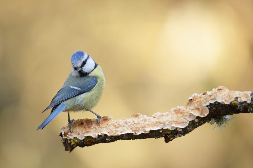 Foto Vicent Ferri_Herrerillo comun