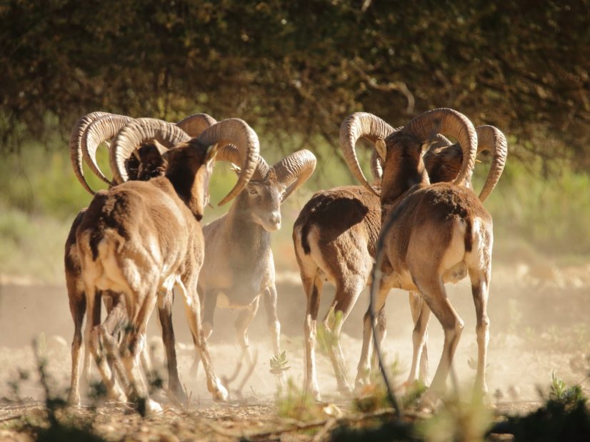 Foto Vicent Ferri_Muflones