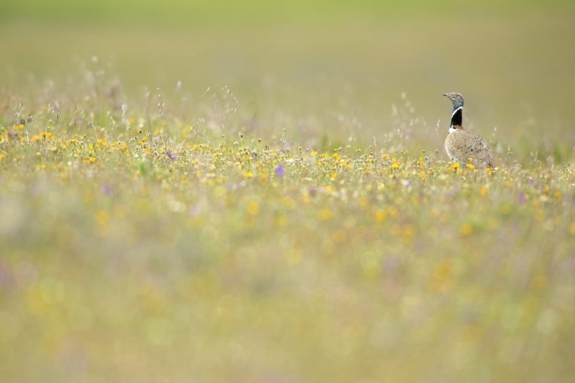 SISON MACHO TETRAX TETRAX