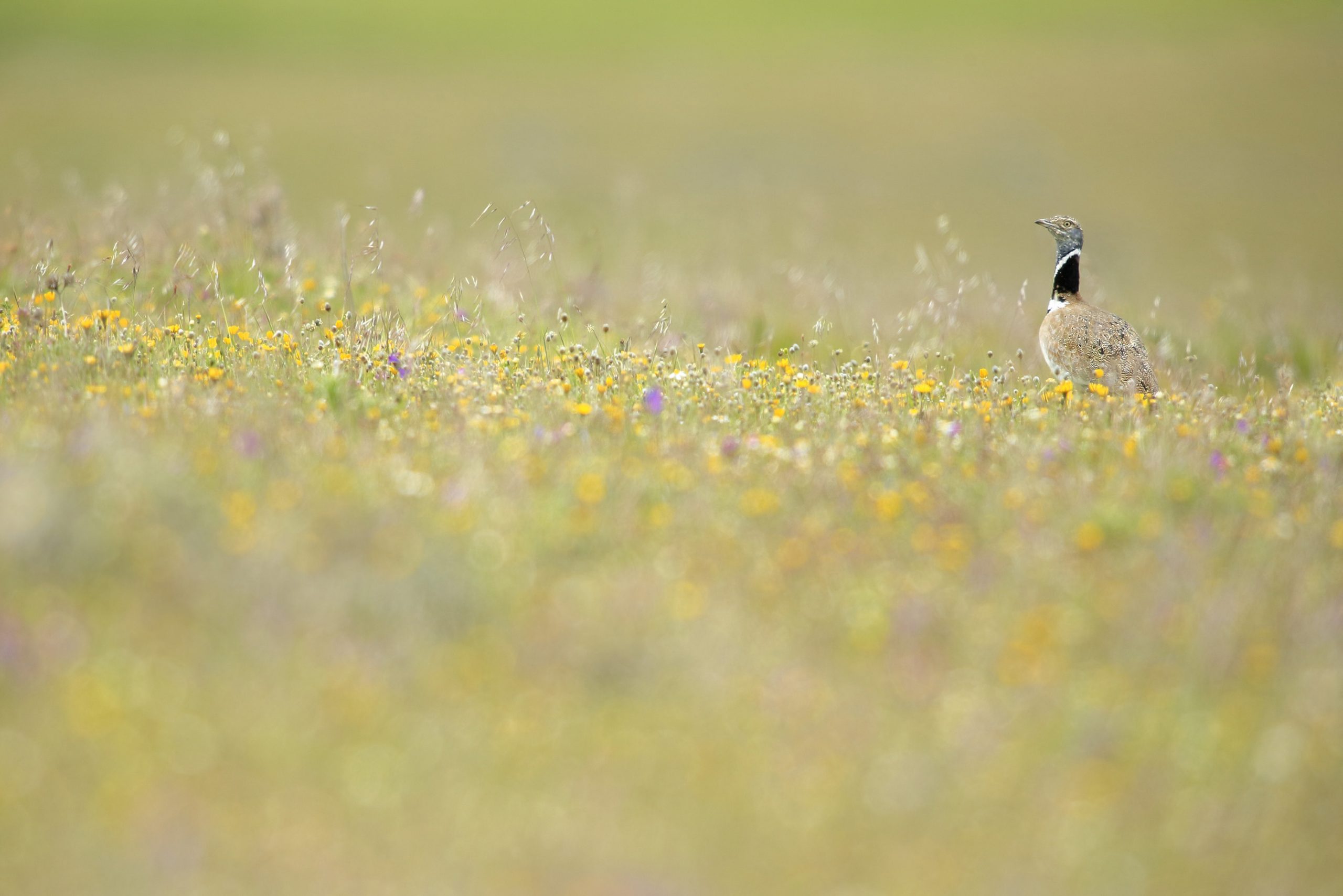 SISON MACHO TETRAX TETRAX