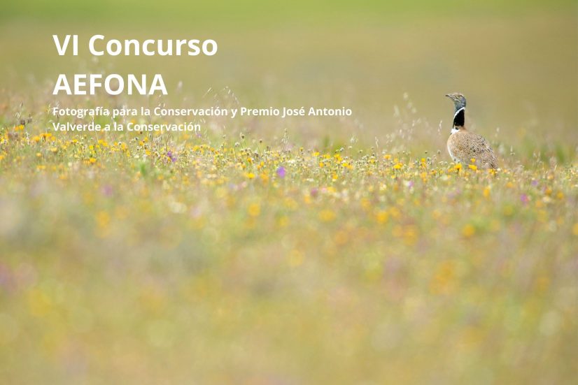 VI concurso AEFONA