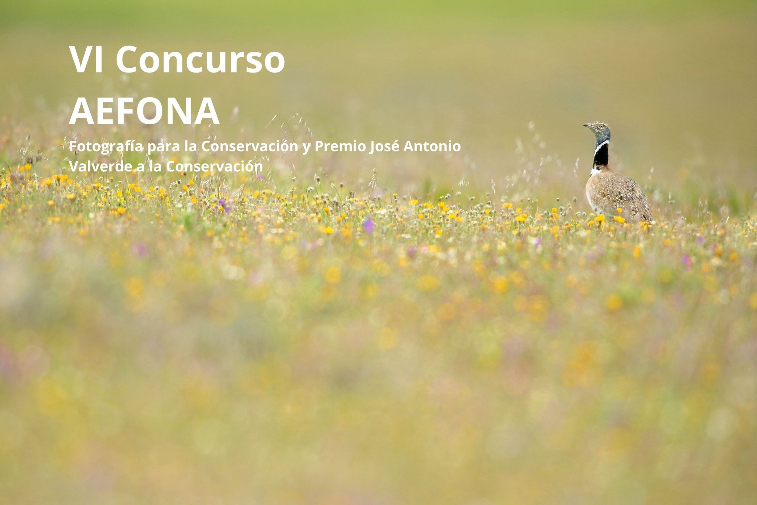 VI concurso AEFONA