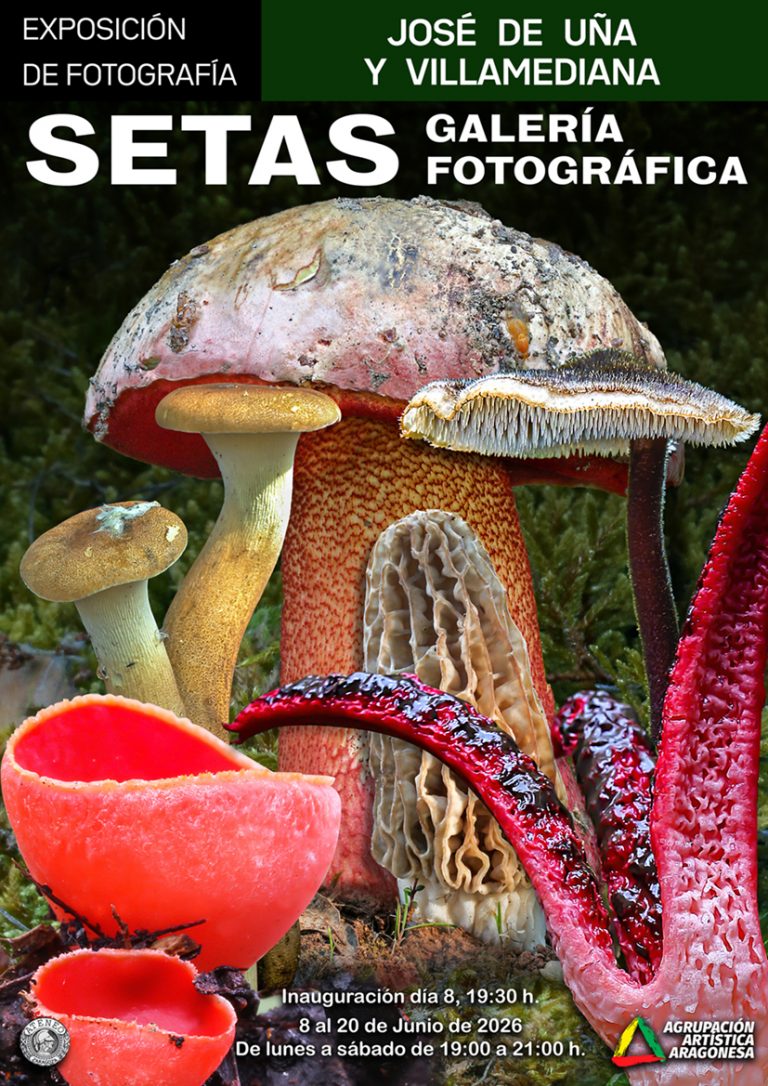 Cartel. Exposición setas copia