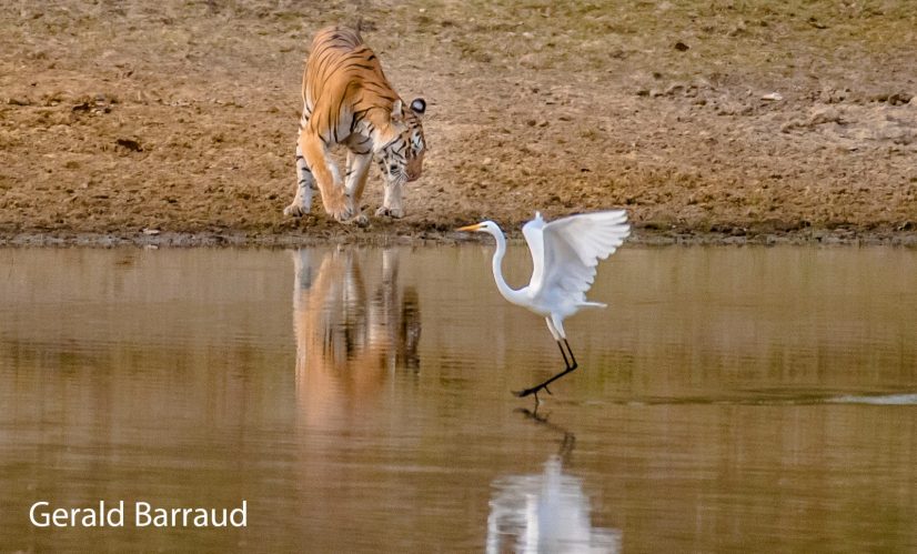 Australphoto_Foto Gerald Barraud