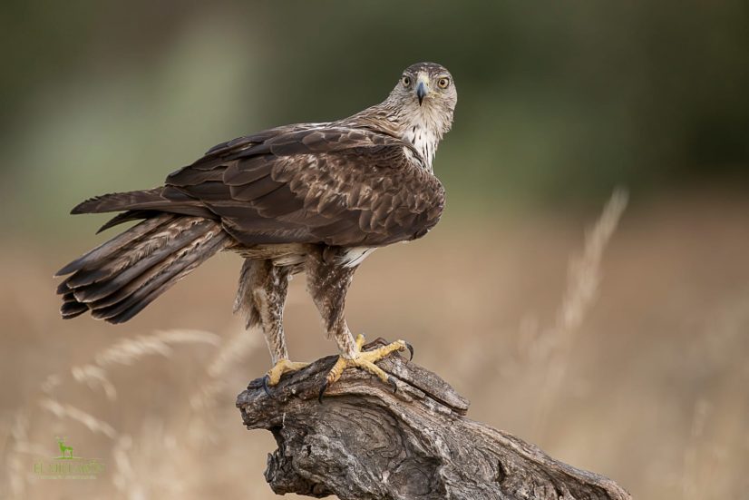Aguila perdicera_El Millaron