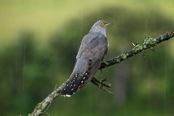 José-Elías Rodríguez